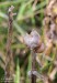 česnek chlumní horský (Rostliny), Allium senescens subsp. montanum (Plantae)
